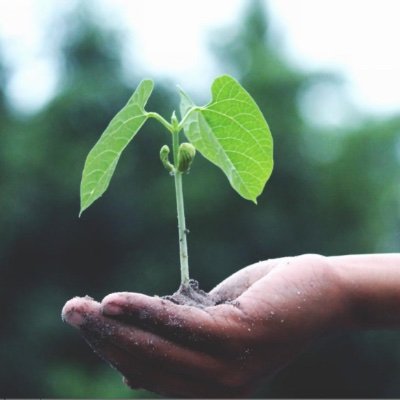 The Plant a Tree Program 🌲 Profile