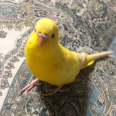 セキセイインコのチロル（2010年4月22日前後〜2019年4月6日♂）新しくチップをお迎えしました＼(^o^)／（2019年3月1日前後生まれ♂）おしゃべり練習中で〜す♬