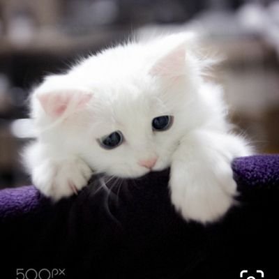 Sakoさんのプロフィール画像