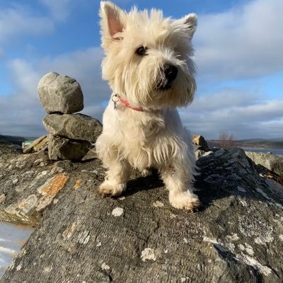 Finn the crazy Westie. On a mission to have as much fun as possible. Born April 19th. Member of the elite ZombieSquad #ZSHQ