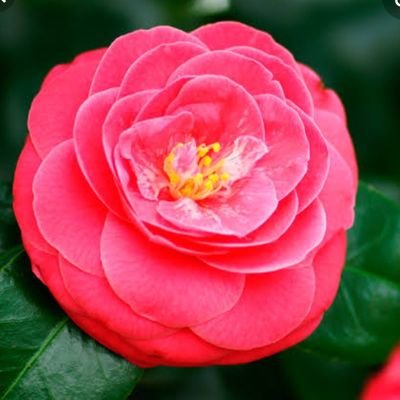 shinonome_00008's profile picture. 成人済み。恋つば垢。半引きこもりクソ陰キャ腐女子。妄想垂れ流し。二次創作なら死ネタ大好き♡自己防衛お願いします。スクショ中毒者。つばさ君激推し。気軽に話しかけてくださると喜びます。よろしくお願いします🌱