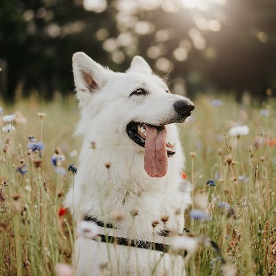 Bj ホワイトシェパード على تويتر どうも もののけ姫の犬神モロの子こと Bjです でもあんなに勇敢な山犬ではなく ビビりで優しすぎる性格のホワイトシェパードです ホワイトシェパード ホワイトスイスシェパード もののけ姫