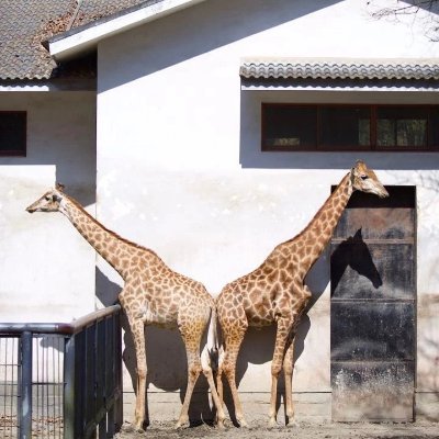 flyingsword2020's profile picture. 