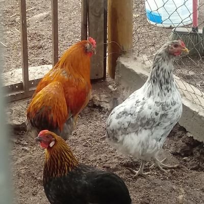 Earaya17's profile picture. soy casado no insistan