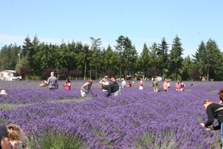 Dedicated to the core values & original purposes of the legacy lavender farms of the Sequim Valley, known as America's Provence