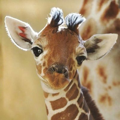 I’m a baby giraffe doing baby giraffe things