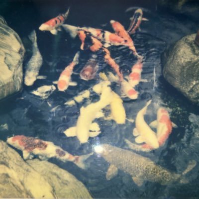 ZheYuan1025's profile picture. These frikin frickz can NEVER be quenched!