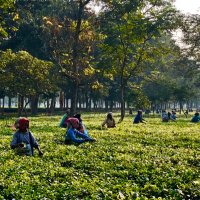 Nuxalbari Tea Estate(@NuxalbariTea) 's Twitter Profile Photo