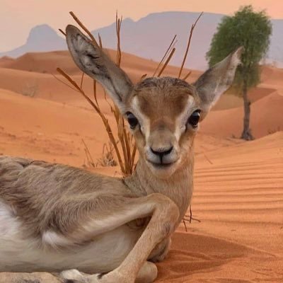 ابحث عن القمه ترا القاع مزحوم لا تنزل لبعض العرب وانت عالي😴✍️