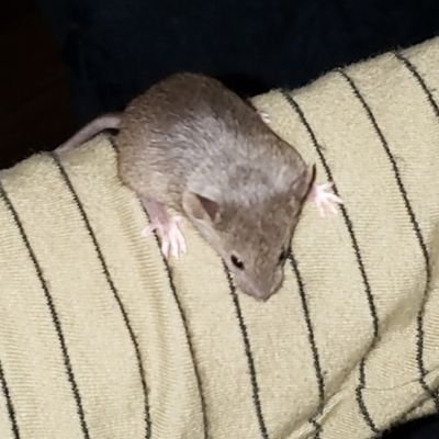 tinymousehands's profile picture. RIP Ivory, Nubbs and Stella 💔 //
girls: Pepita, *Ghost, and Poppy //
boys: Domino, Remy, *Chewy, and Blaze //  in header: starred