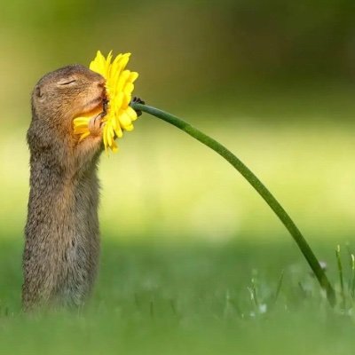 donaloshea01's profile picture. 