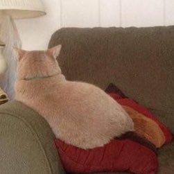 hicpinxit's profile picture. serenity now, insanity later.