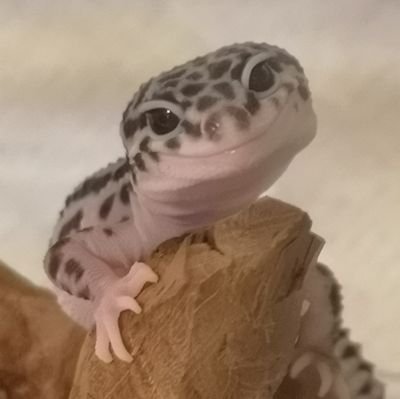 ten12638's profile picture. 2019/11/24レオパ（天心）2020/5/17ニシアフ（ビター）2020/7/5ニシアフ（ブラン）2021/1/24レオパ（カラン）2022/8/11ニホンヤモリ（ちびすけ）2025/8/24ニシアフ（ナポリ）をお迎え😉とにかく可愛くて仕方ない😍その姿に毎日癒やされています😊💓無言フォロー失礼します🔰