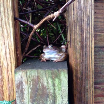 MendipsMarauder's profile picture. 