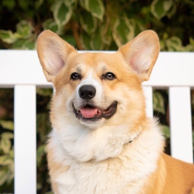 JuanchoTheCorgi's profile picture. Pembroke Welsh Corgi. 🐶 I’m a fox-tailed stud muffin. 🦊 Five months old. 🍼 📍Berlin 🇩🇪 #JuanchoTheCorgi