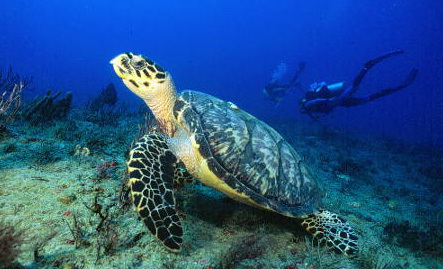 Twitter Oficial del Grupo Ciudadano Cuida Tortugas A.C. // Somo una asociación preocupada por la conservación de todas las especies marinas