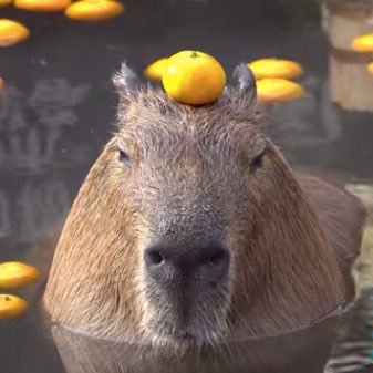 is really a capybara in a human suit
https://t.co/l7T8bimyQQ
Help me not become homeless