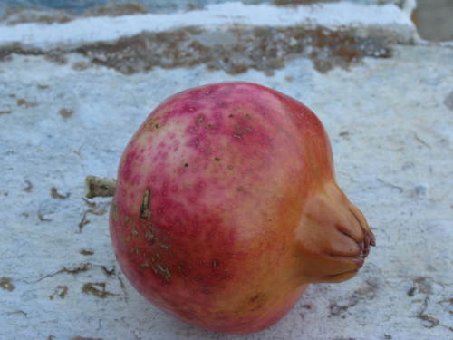 anemona hartocollis twitter anemona hartocollis twitter