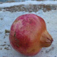 Anemona Hartocollis (@anemonanyc) 's Twitter Profile