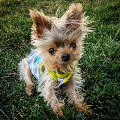 PermaPuppyPip's profile picture. 1.8 pound special needs rescue Yorkie. lots of pics of my pack and me. I may be little, but I've got a big personality!