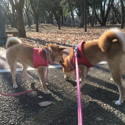 旧・柴犬が落ちてる生活/柴犬のお姉ちゃん2匹と娘が転がっている幸せすぎる日常を更新/✳︎長女✳︎おりこうさんだけど猟奇的な姉柴（7歳）/✳︎次女✳︎末っ子からお姉さんになって子守を頑張る妹柴（4歳）/✳︎三女✳︎お姉ちゃん達に負けないように成長中な娘（0歳）