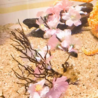 落雁さんのプロフィール画像