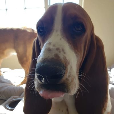 rufus_poofus09's profile picture. 