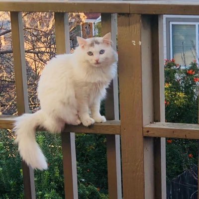 tunapotatoes's profile picture. I spend most of my money on fishing and idols