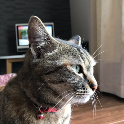 tsune1125's profile image