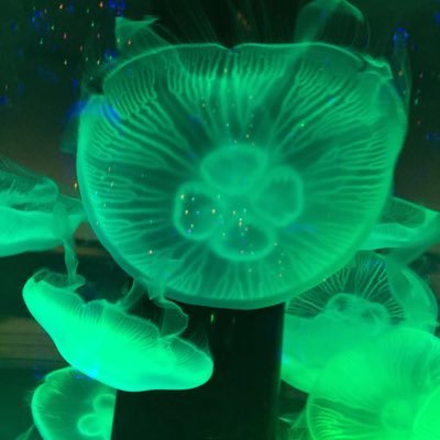 kgma14's profile picture. 3月2日からProgateを用いてプログラミングの学習をしています。同じ目標の人フォローお願いします。