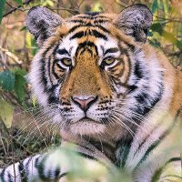 MP Forest (@mpforestdept) 's Twitter Profile