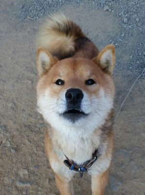 トニオ・ヴァローナさんのプロフィール画像