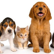 Best Pets Supplies Store Online