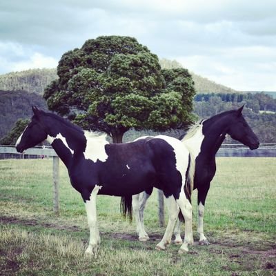 Tasmanian breeders of coloured warmblood sport horses