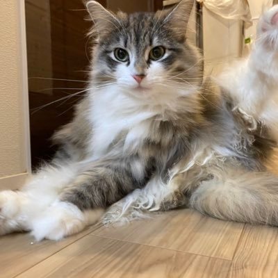 海釣り、猫好き。🐟🐱無言フォロー失礼します🙇🏻♂️管釣り、船、ショアジギ、シーバス、青物好きです。 猫インスタID @08neruna