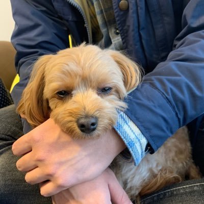 kokoseka's profile picture. RMO Mandoloncello 50th まさむね ensemble QuON