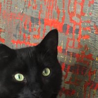 Inky the Archway cat (@inkyn19) 's Twitter Profile