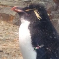 yuzu (@sdgr136nd0ip6ki) 's Twitter Profile