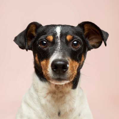 Using #dogtraining for a happy, healthy relationship with our furry friends.