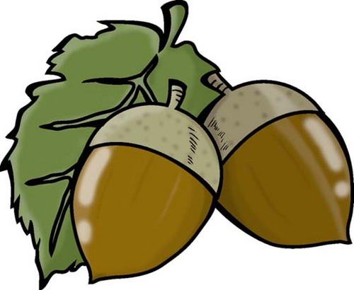 donguri_man7's profile picture. たまにつぶやくどんぐりです、基本的にフォロバします。