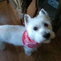 Pérez (@perez_mpcbarna) 's Twitter Profile Photo