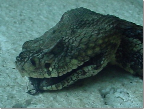 Slacker_dasnake's profile picture. Gonna edit this later.