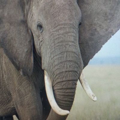 Jose_Javier_85's profile picture. 