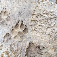 TFAforPaws (@tfaforpaws) Twitter profile photo