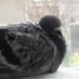 Steve Former Pigeon Guy (@steveha58322268) Twitter profile photo Steve Former Pigeon Guy (@steveha58322268) Twitter profile photo