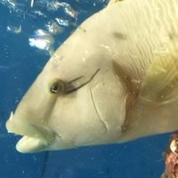 luke(ルーク/流来) (@lukelookrock) 's Twitter Profile