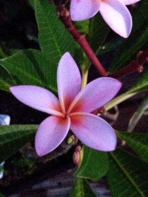 theplantnerd23's profile picture. a plant nerd, I enjoy plants and nature.
stage four cancer surviver