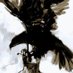Black Kite Project (www.thinkpaws.org) (@delhikites) Twitter profile photo Black Kite Project (www.thinkpaws.org) (@delhikites) Twitter profile photo