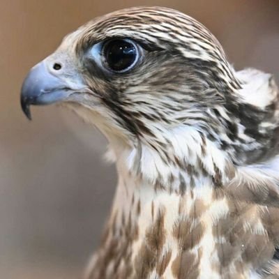 اي والله إنك لي وأنا لك لو علي شحوّ بك
يا راس مال اللي دفن في وسط قلبه سرّه
يا ذنبي اللي مت منك ماقدرت أتوبك
بيموت قلبي ماعشق غيرك ...ولله درّه