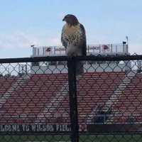 Maine South Hawks Football(@HawksMaine) 's Twitter Profile Photo